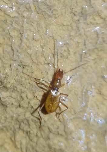 Réf. 328 338 : Trichaphaenops cerdonicus